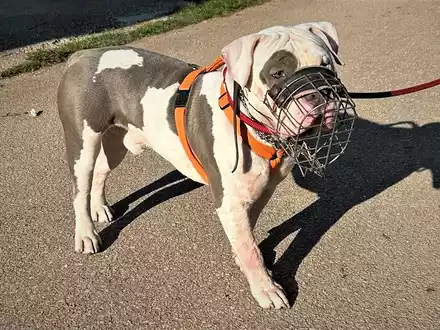 POL-PDTR: Im Wilhelm-Rautenstrauch-Park: Hund attackiert Passanten - Foto: presseportal.de