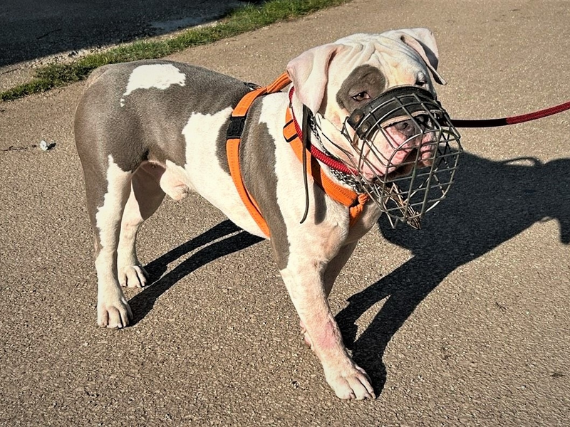 POL-PDTR: Im Wilhelm-Rautenstrauch-Park: Hund attackiert Passanten - Foto: presseportal.de