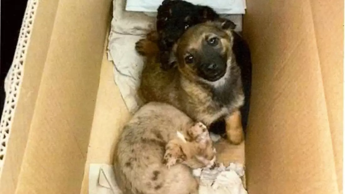 HZA-R: Zoll stoppt Tierschmuggel bei Wernberg-Köblitz: Drei Hundewelpen im Karton entdeckt - Bild: presseportal.de