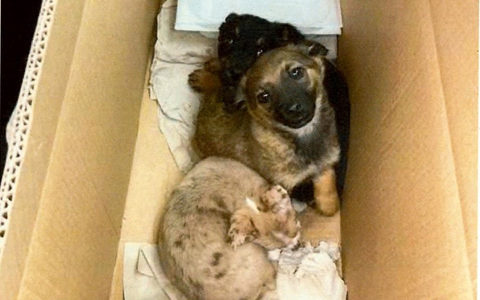 HZA-R: Zoll stoppt Tierschmuggel bei Wernberg-Köblitz: Drei Hundewelpen im Karton entdeckt - Foto: presseportal.de