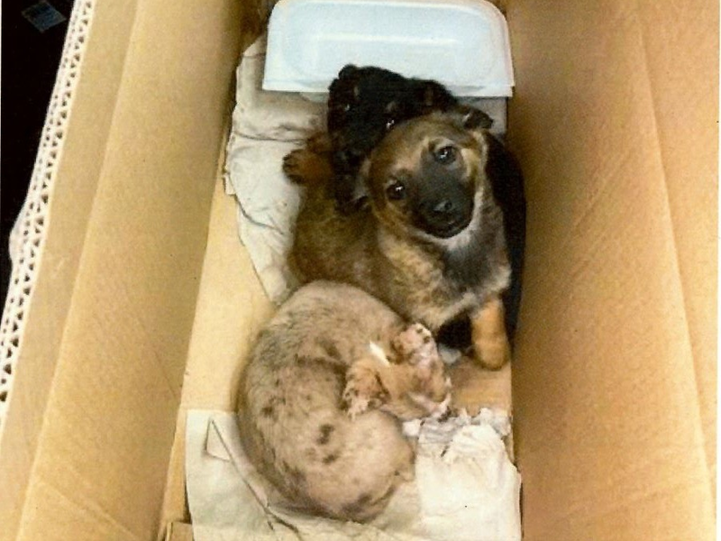 HZA-R: Zoll stoppt Tierschmuggel bei Wernberg-Köblitz: Drei Hundewelpen im Karton entdeckt - Foto: presseportal.de