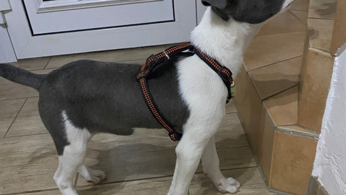 POL-Lebach: Ohne erforderliche Tollwutimpfung aus Rumänien eingeführt - Wer kann Angaben machen? - Foto: presseportal.de