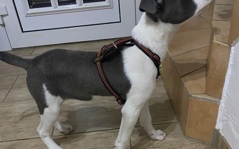 POL-Lebach: Ohne erforderliche Tollwutimpfung aus Rumänien eingeführt - Wer kann Angaben machen? - Foto: presseportal.de