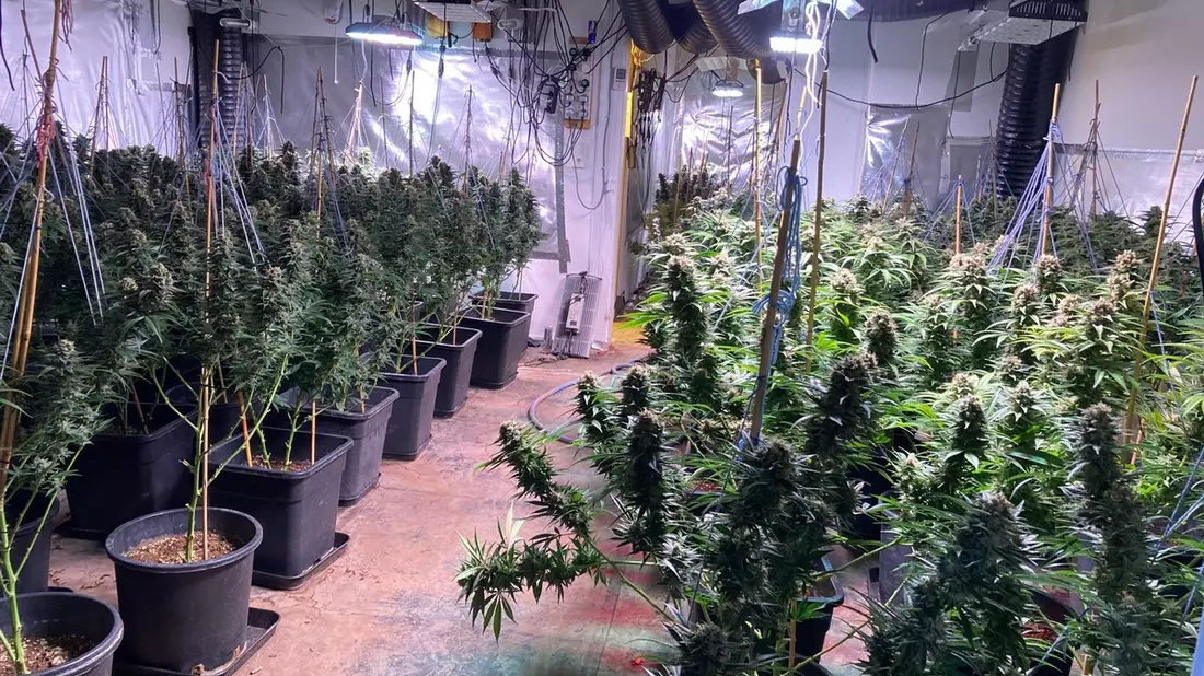 POL-GS: Marihuana-Plantage in Bad Harzburg ausgehoben - Bild: presseportal.de