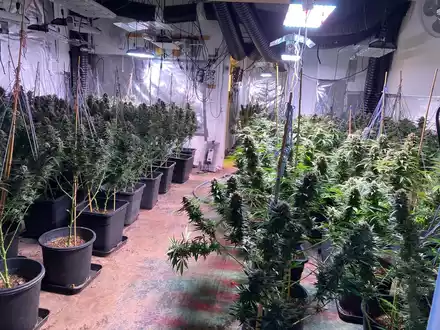 POL-GS: Marihuana-Plantage in Bad Harzburg ausgehoben - Foto: presseportal.de