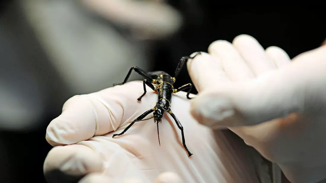 Im Zoo in Prag ist ein neuer Pavillon für eine der seltensten Insektenarten, den australischen Baumhummer, eröffnet worden.  - Bild: Michael Heitmann/dpa