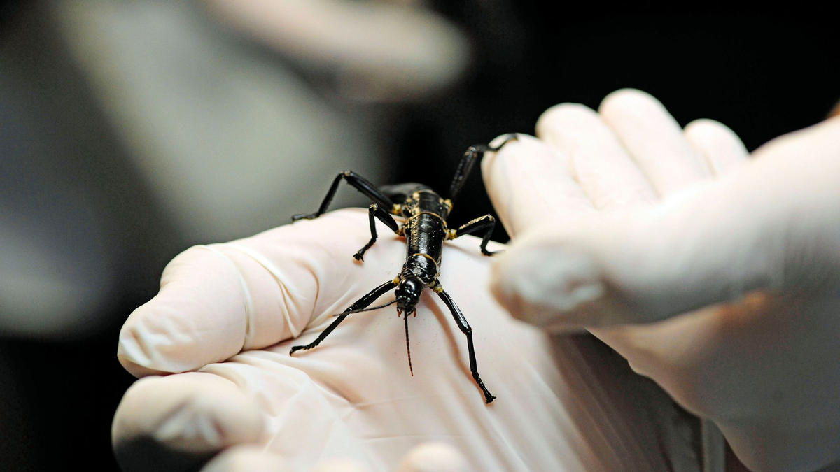 Im Zoo in Prag ist ein neuer Pavillon für eine der seltensten Insektenarten, den australischen Baumhummer, eröffnet worden.  - Foto: Michael Heitmann/dpa