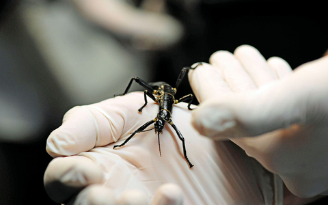 Im Zoo in Prag ist ein neuer Pavillon für eine der seltensten Insektenarten, den australischen Baumhummer, eröffnet worden.  - Foto: Michael Heitmann/dpa