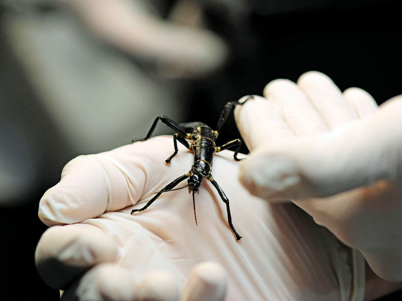 Im Zoo in Prag ist ein neuer Pavillon für eine der seltensten Insektenarten, den australischen Baumhummer, eröffnet worden.  - Foto: Michael Heitmann/dpa