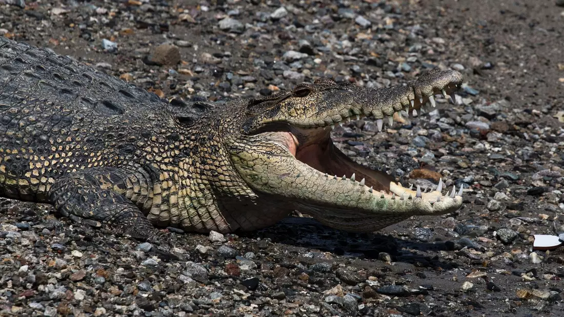 In keinem anderen Land der Erde werden so viele Menschen von Krokodilen getötet wie in Indonesien. (Symbolbild) - Bild: Muhammad Taufan/dpa