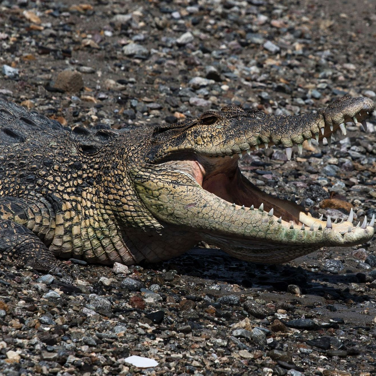 Krokodile findet man in Indonesien mittlerweile häufig in der Nähe von menschlichen Siedlungen. - Foto: Muhammad Taufan/dpa