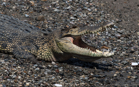 In keinem anderen Land der Erde werden so viele Menschen von Krokodilen getötet wie in Indonesien. (Symbolbild) - Foto: Muhammad Taufan/dpa In keinem anderen Land der Erde werden so viele Menschen von Krokodilen getötet wie in Indonesien. (Symbolbild) - Foto: Muhammad Taufan/dpa