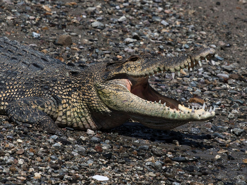 In keinem anderen Land der Erde werden so viele Menschen von Krokodilen angegriffen wie in Indonesien. (Symbolbild) - Foto: Muhammad Taufan/dpa