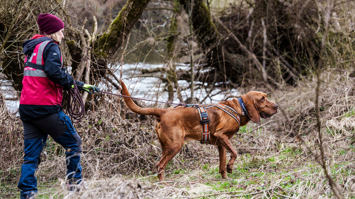 Luftballons sind in der Hoffnung aufgehängt worden, ihr Anblick könnte Pawlos aus einem Versteck locken. - Foto: Andreas Arnold/dpa