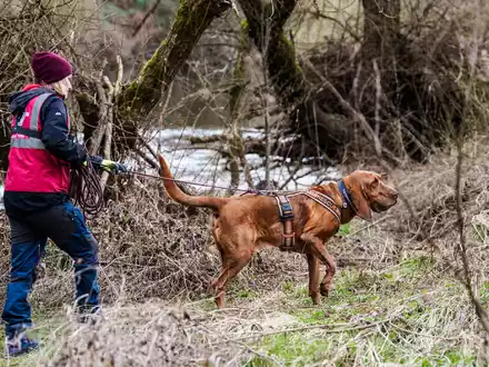 Luftballons sind in der Hoffnung aufgehängt worden, ihr Anblick könnte Pawlos aus einem Versteck locken. - Foto: Andreas Arnold/dpa