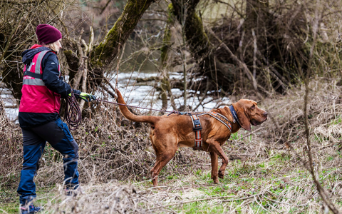 Luftballons sind in der Hoffnung aufgehängt worden, ihr Anblick könnte Pawlos aus einem Versteck locken. - Foto: Andreas Arnold/dpa