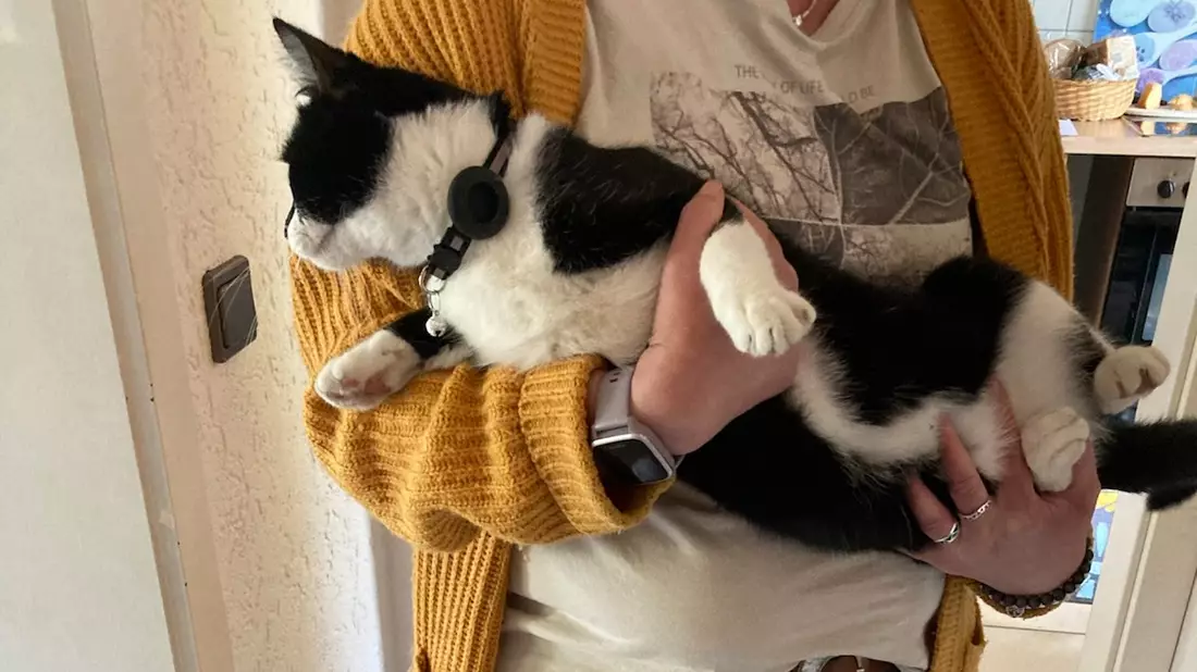 FFW Schwalmtal: Feuerwehr rettet Katze aus Baum - Bild: presseportal.de