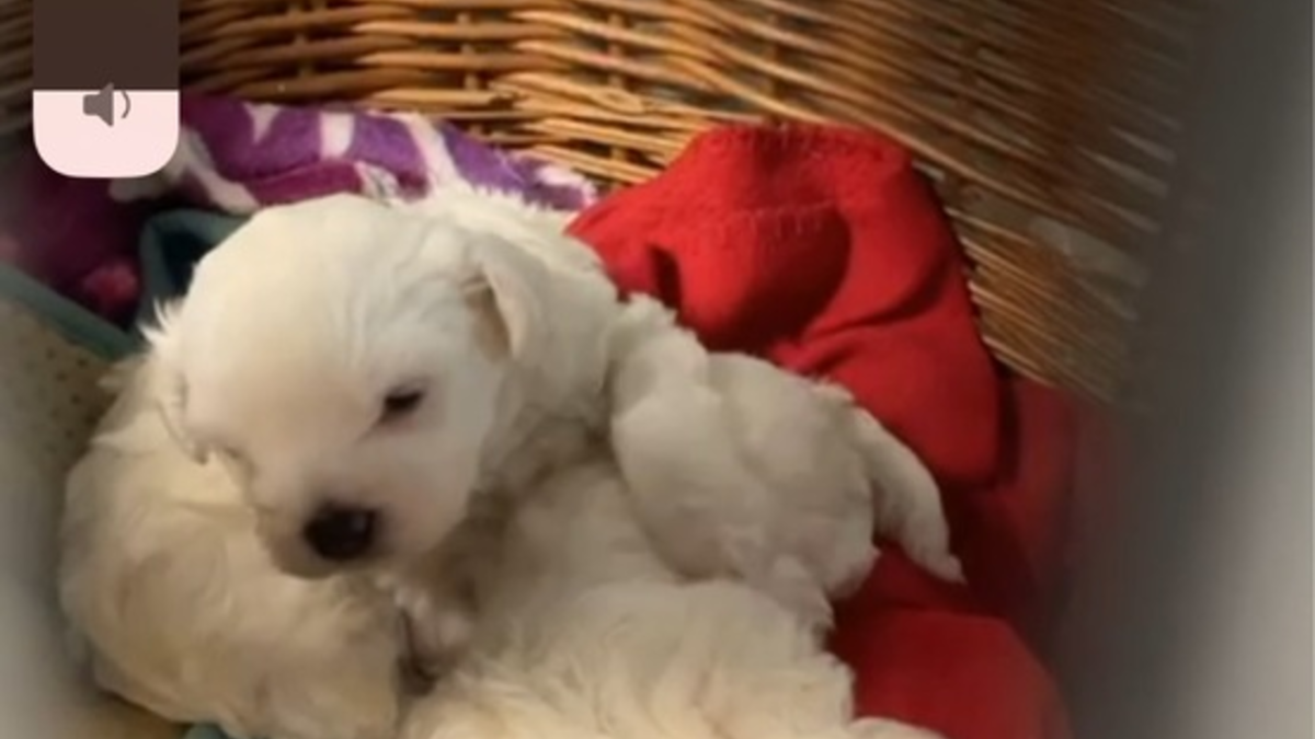 POL-F: 250330- 0338 Frankfurt- Sachsenhausen: Hundewelpen auf Flohmarkt gerettet - Foto: presseportal.de