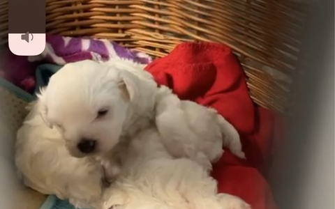 POL-F: 250330- 0338 Frankfurt- Sachsenhausen: Hundewelpen auf Flohmarkt gerettet - Foto: presseportal.de POL-F: 250330- 0338 Frankfurt- Sachsenhausen: Hundewelpen auf Flohmarkt gerettet - Foto: presseportal.de