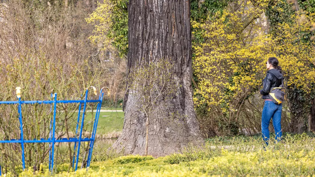 Pflanzen und Tiere leiden in Deutschland zunehmend unter der anhaltenden Trockenheit.  - Bild: Frank Hammerschmidt/dpa