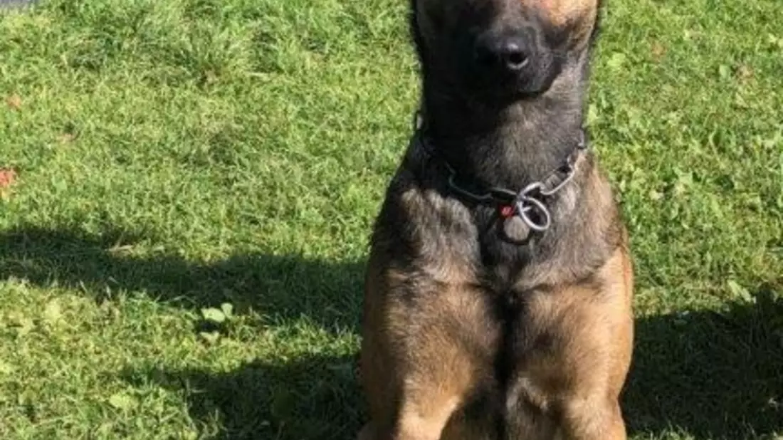 POL-K: 250331-3-K Polizeihund Woodstock fasst Kiosk-Einbrecher - 47-Jähriger wird Haftrichter vorgeführt - Bild: presseportal.de