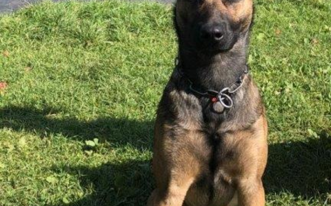 POL-K: 250331-3-K Polizeihund Woodstock fasst Kiosk-Einbrecher - 47-Jähriger wird Haftrichter vorgeführt - Foto: presseportal.de