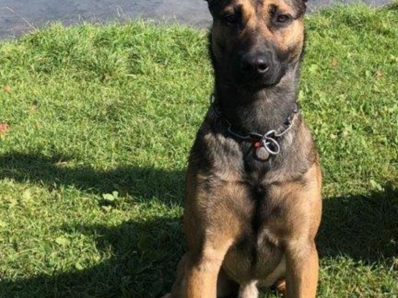 POL-K: 250331-3-K Polizeihund Woodstock fasst Kiosk-Einbrecher - 47-Jähriger wird Haftrichter vorgeführt - Foto: presseportal.de