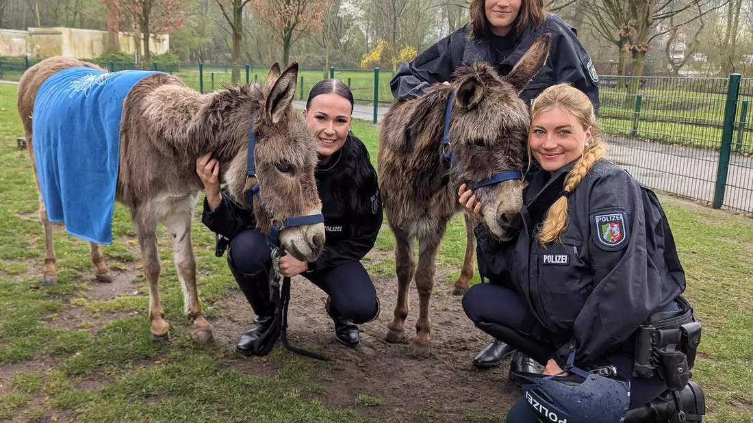 POL-BO: Pilotprojekt: Eselstaffel der Polizei Bochum geht an den Start - Bild: presseportal.de