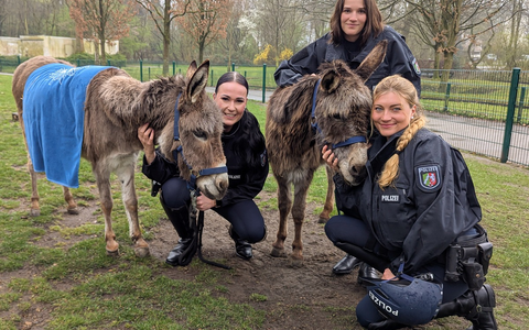 POL-BO: Pilotprojekt: Eselstaffel der Polizei Bochum geht an den Start - Foto: presseportal.de