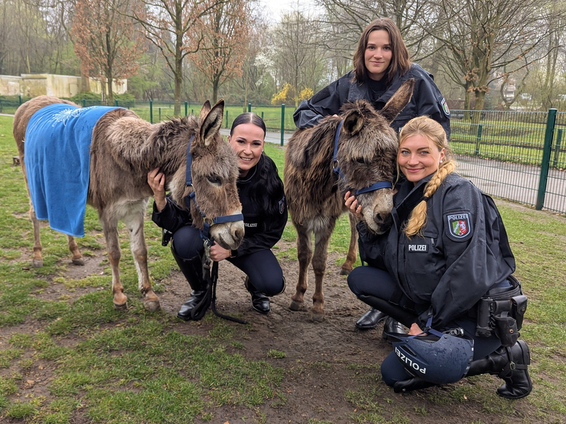 POL-BO: Pilotprojekt: Eselstaffel der Polizei Bochum geht an den Start - Foto: presseportal.de