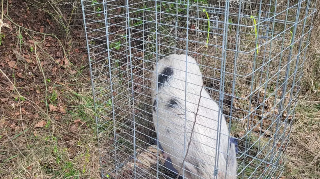 POL-PASTKL: Schwein gehabt - Bild: presseportal.de