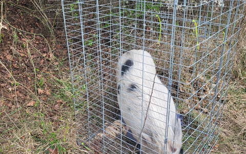 POL-PASTKL: Schwein gehabt - Foto: presseportal.de POL-PASTKL: Schwein gehabt - Foto: presseportal.de