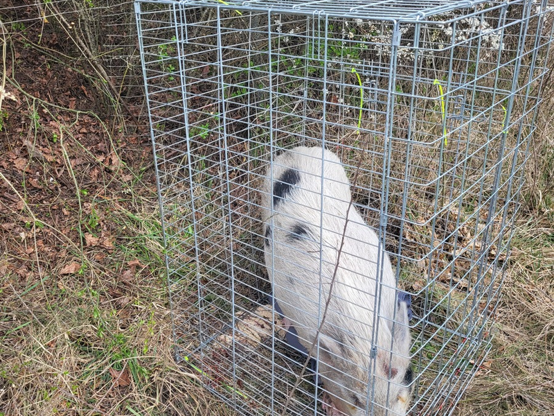 POL-PASTKL: Schwein gehabt - Foto: presseportal.de