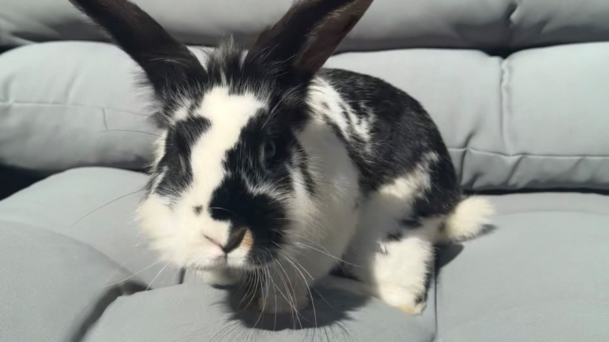 POL-Bremerhaven: Ja ist denn schon Ostern? Anwohner geben Fundkaninchen bei der Polizei ab - Foto: presseportal.de