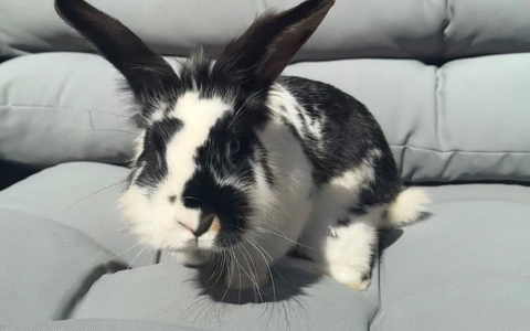 POL-Bremerhaven: Ja ist denn schon Ostern? Anwohner geben Fundkaninchen bei der Polizei ab - Foto: presseportal.de