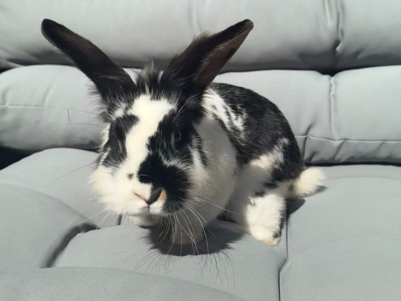 POL-Bremerhaven: Ja ist denn schon Ostern? Anwohner geben Fundkaninchen bei der Polizei ab - Foto: presseportal.de