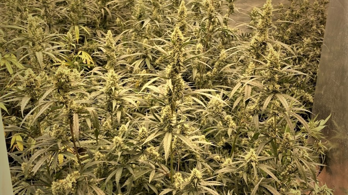 POL-K: 250401-6-K KK 23 Organisierte Kriminalität: Haftbefehle vollstreckt, Drogen und Schusswaffen sichergestellt - Fotos - Foto: presseportal.de