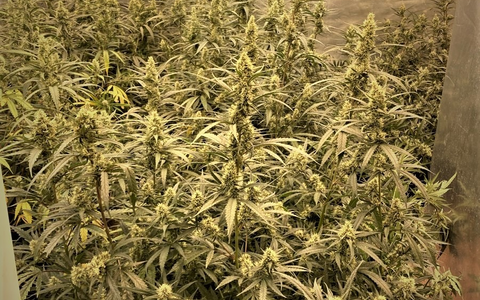 POL-K: 250401-6-K KK 23 Organisierte Kriminalität: Haftbefehle vollstreckt, Drogen und Schusswaffen sichergestellt - Fotos - Foto: presseportal.de