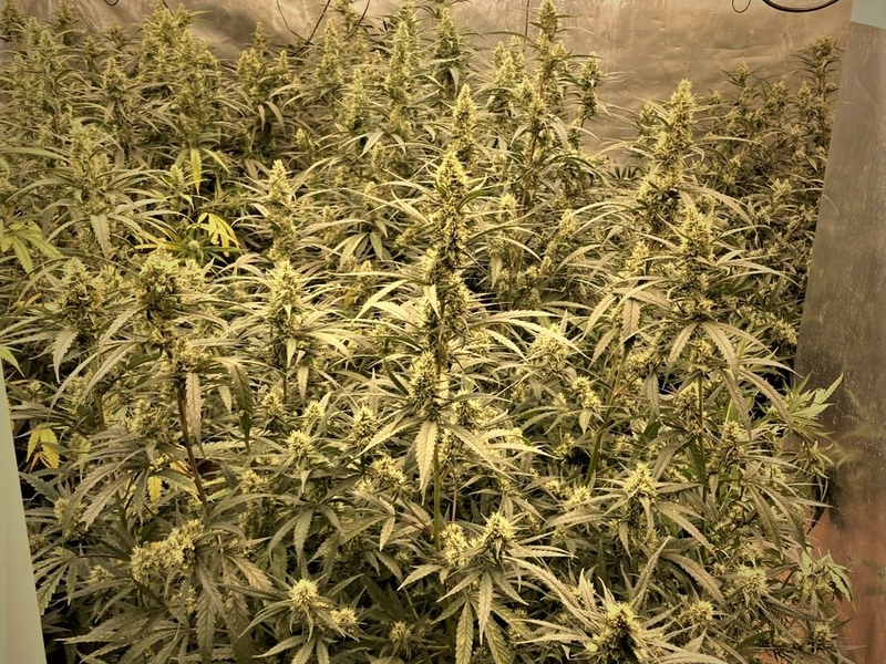 POL-K: 250401-6-K KK 23 Organisierte Kriminalität: Haftbefehle vollstreckt, Drogen und Schusswaffen sichergestellt - Fotos - Foto: presseportal.de