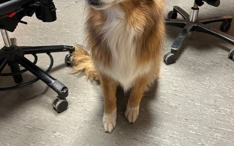 POL-PDKH: entlaufener Hund in Dörrebach - Foto: presseportal.de