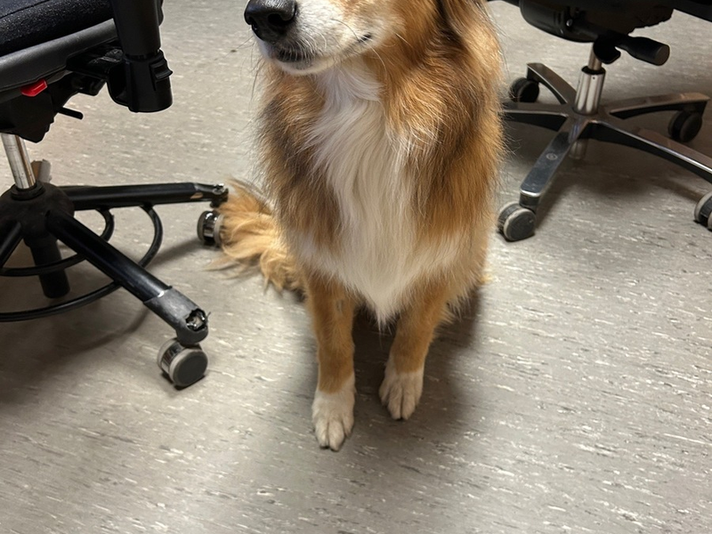 POL-PDKH: entlaufener Hund in Dörrebach - Foto: presseportal.de