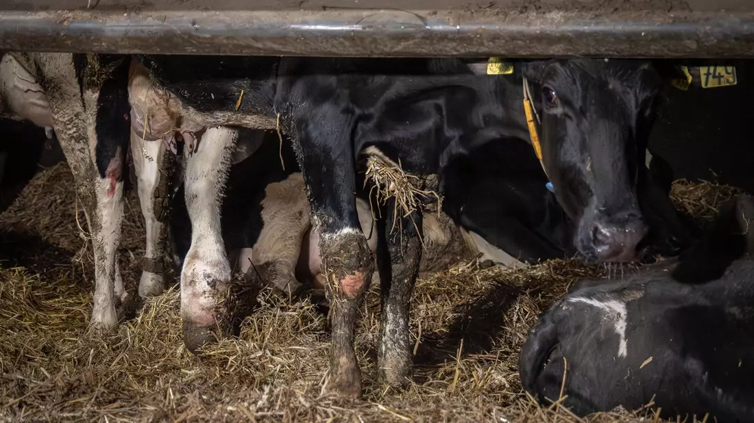 Geschlagen, getreten, misshandelt: Versteckte Kameras dokumentieren Tierquälerei in Milchbetrieb im Landkreis Uckermark - ANINOVA erstattet Strafanzeige - Bild: presseportal.de