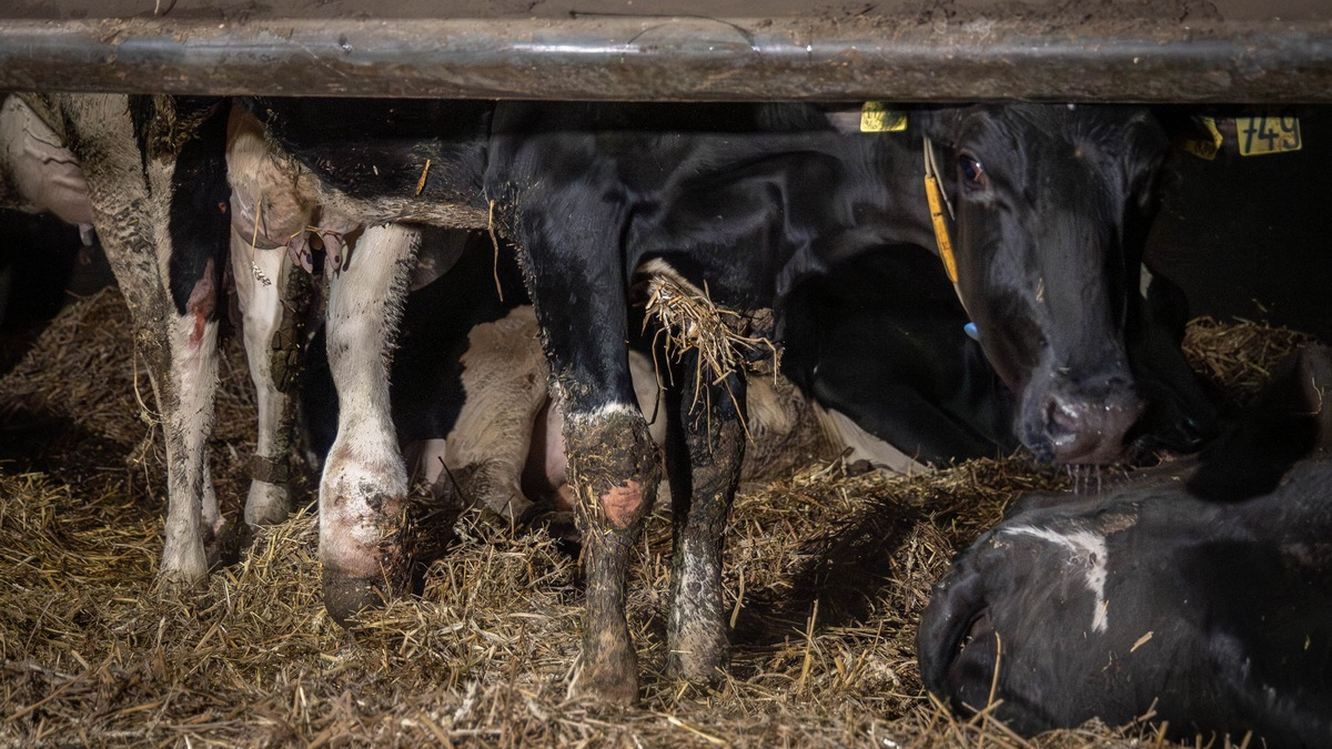 Geschlagen, getreten, misshandelt: Versteckte Kameras dokumentieren Tierquälerei in Milchbetrieb im Landkreis Uckermark - ANINOVA erstattet Strafanzeige - Foto: presseportal.de