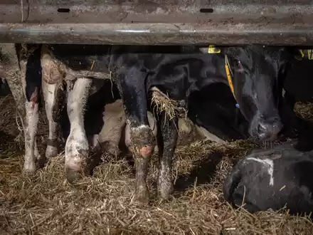 Geschlagen, getreten, misshandelt: Versteckte Kameras dokumentieren Tierquälerei in Milchbetrieb im Landkreis Uckermark - ANINOVA erstattet Strafanzeige - Foto: presseportal.de