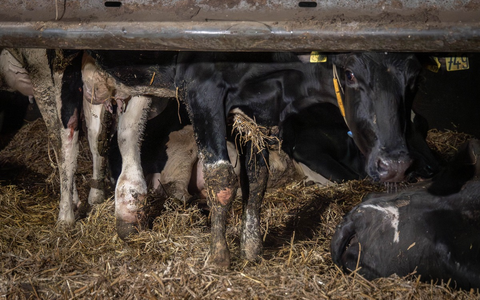 Geschlagen, getreten, misshandelt: Versteckte Kameras dokumentieren TierquÀlerei in Milchbetrieb im Landkreis Uckermark - ANINOVA erstattet Strafanzeige - Foto: presseportal.de Geschlagen, getreten, misshandelt: Versteckte Kameras dokumentieren TierquÀlerei in Milchbetrieb im Landkreis Uckermark - ANINOVA erstattet Strafanzeige - Foto: presseportal.de