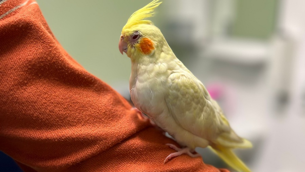 LPI-EF: Papagei als Copilot - Foto: presseportal.de