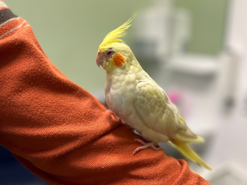 LPI-EF: Papagei als Copilot - Foto: presseportal.de