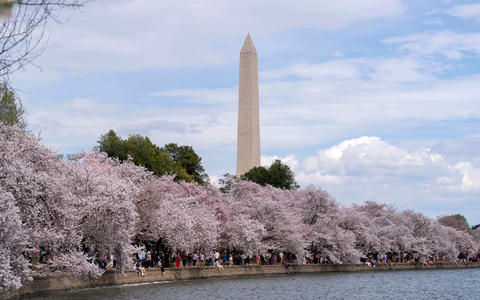 Zu den Spaziergängern unter den blühenden Kirschbäumen in Washington gehört auch der ehemalige US-Präsident Barack Obama.  - Foto: Jose Luis Magana/AP/dpa