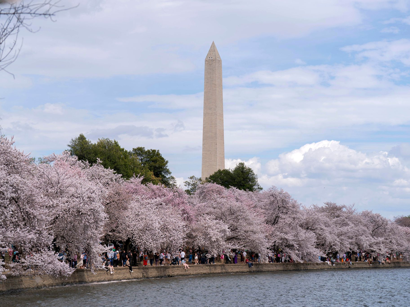 Zu den Spaziergängern unter den blühenden Kirschbäumen in Washington gehört auch der ehemalige US-Präsident Barack Obama.  - Foto: Jose Luis Magana/AP/dpa