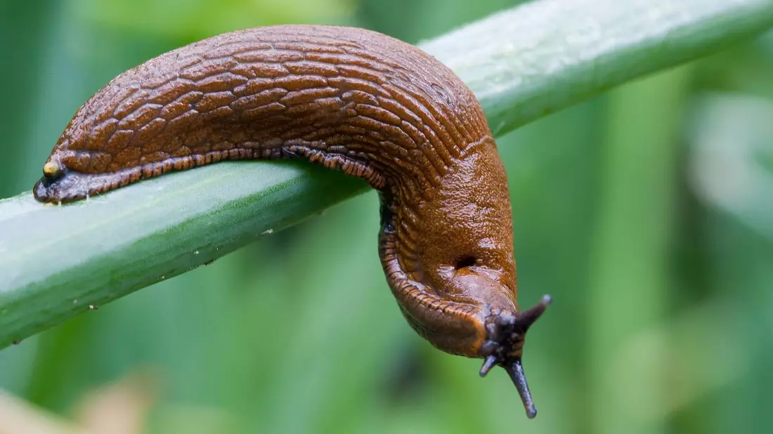 Im vergangenen Jahr dominierte sie viele Diskussionen auf Gartenplattformen: Arion vulgaris. (Archivbild) - Bild: Patrick Pleul/dpa-Zentralbild/dpa